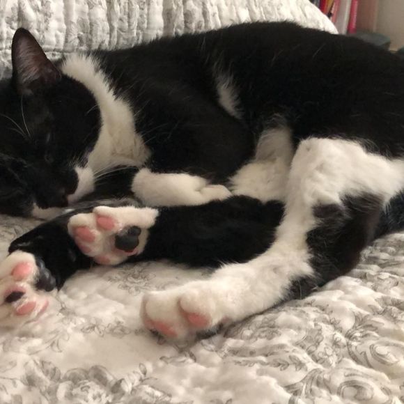 Meet your Posher, Amanda - Picture 1 of 1